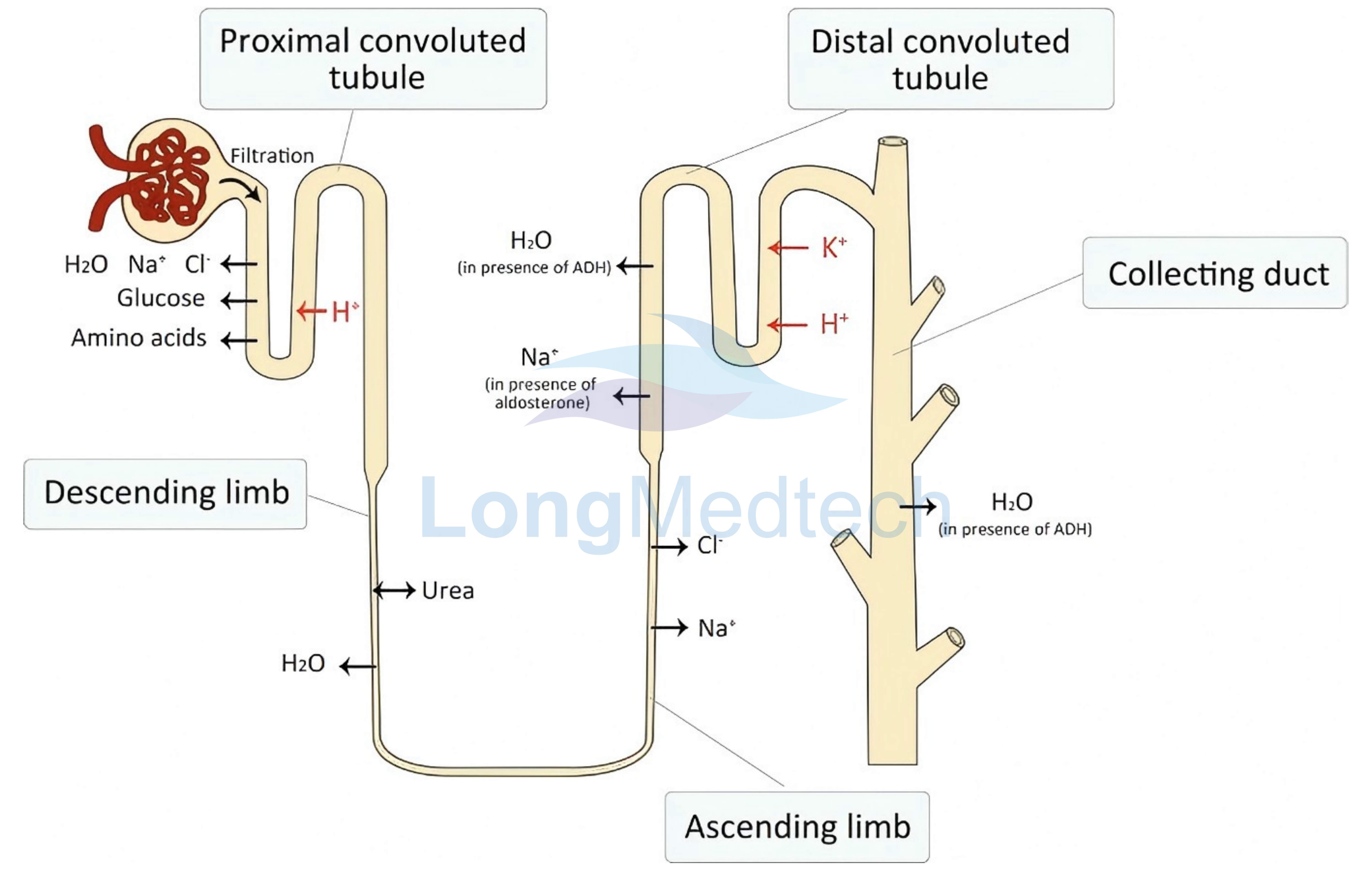 Benefits of Urine Formed Elements Analyzer