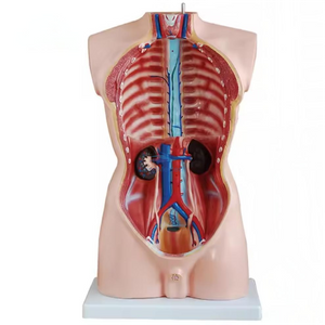 LZN-201 85cm 19-part Male Torso Anatomical Model