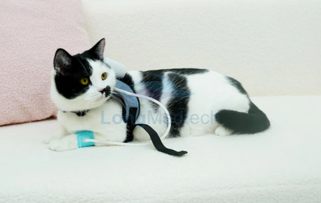 When to Use a Pet Wearable Blood Pressure Monitor.png