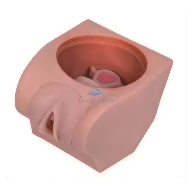 LZB-502 Advanced Female Contraceptive Practice Model Manikin in Gynecology Teaching