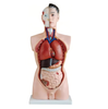 LZN-201 85cm 19-part Male Torso Anatomical Model