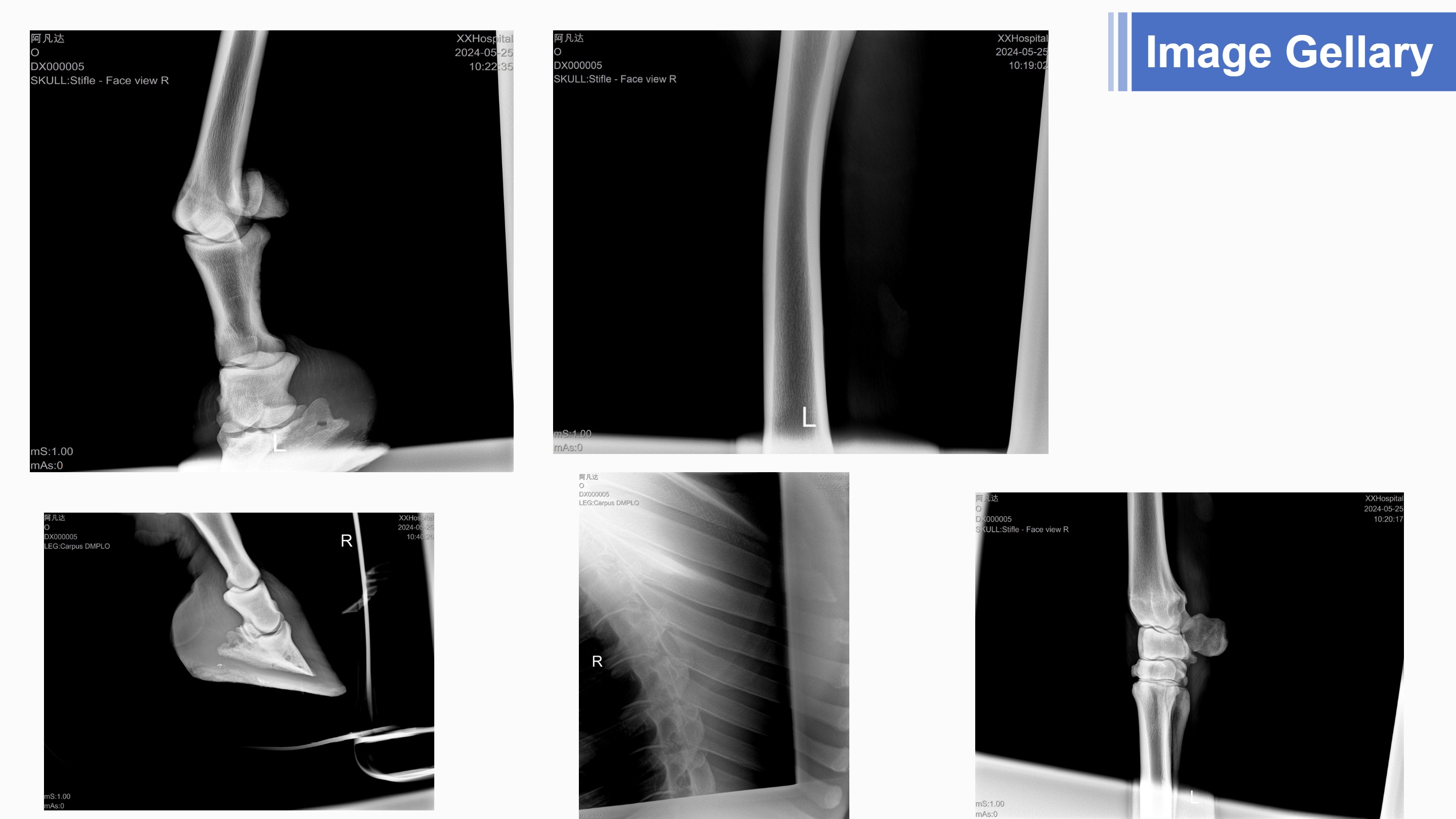 LXR-118 Portable X-ray Vet Horse With Wireless Flat Panel Detector-7