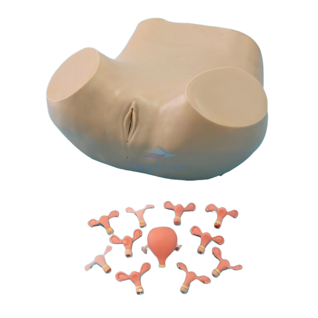 LZB-180 Advanced Gynecological Examination Model