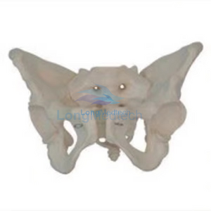  LZB-1022 Female Anatomical Pelvic Model