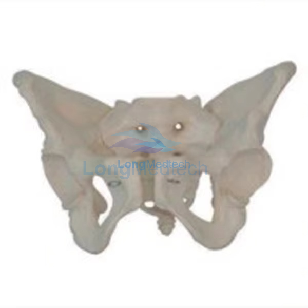  LZB-1022 Female Anatomical Pelvic Model