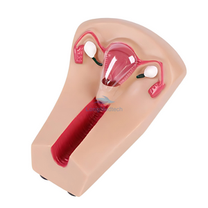 LZB-101 Female Intrauterine Contraception and Training Model