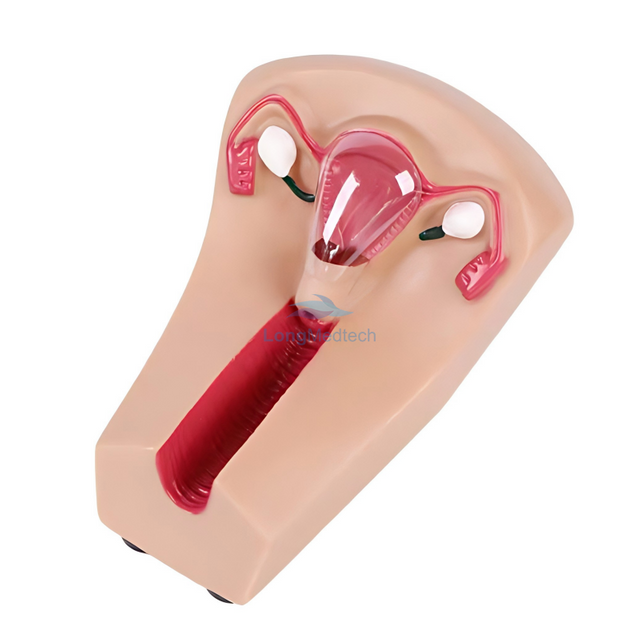 LZB-101 Female Intrauterine Contraception and Training Model