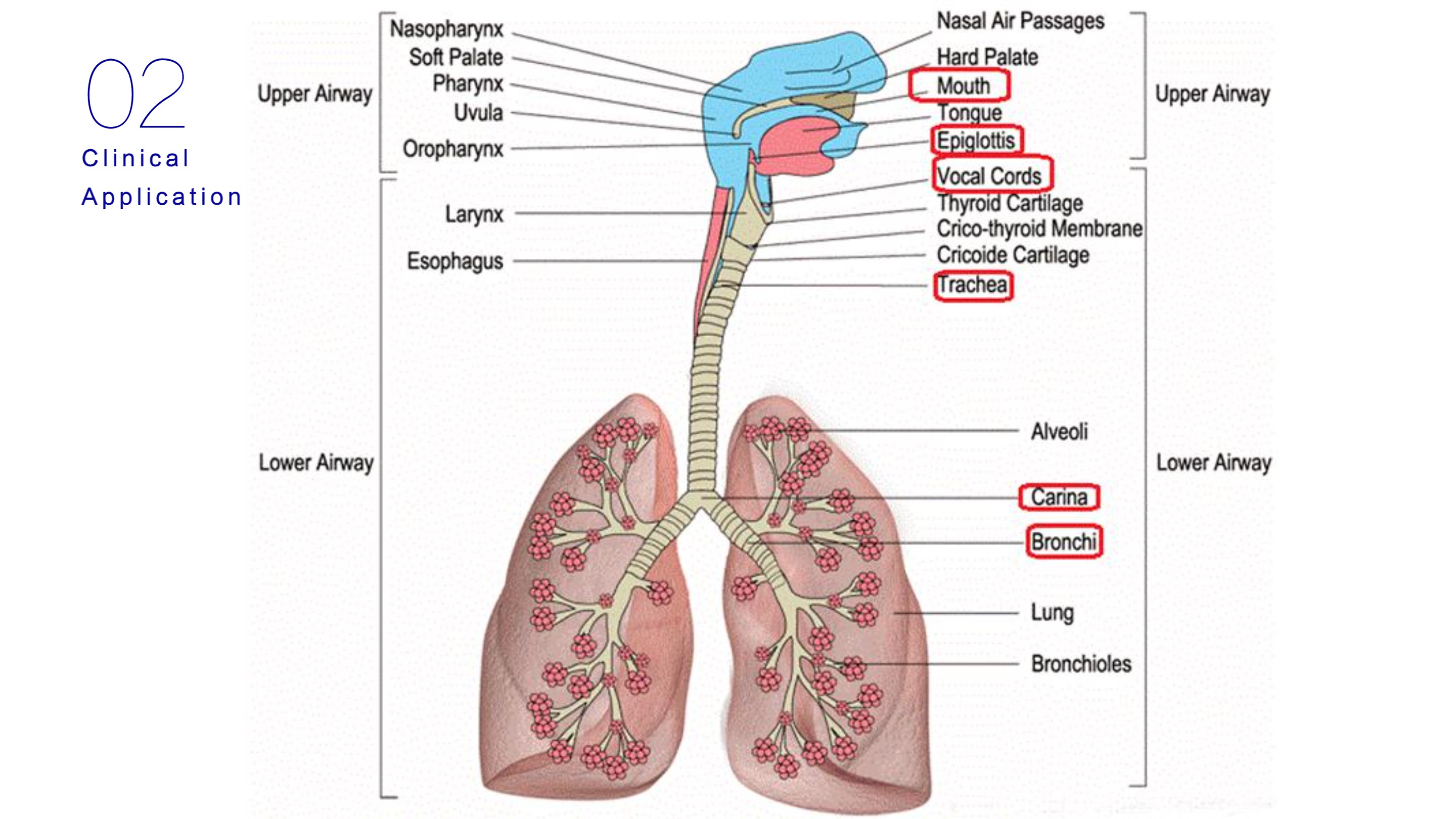 LHO-10 Mobile Endoscopy System-14