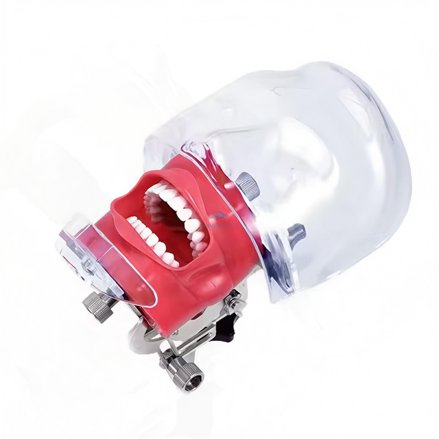 Medical Science Dental Simulator