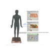 LZB-291 Massage Acupoint Electronic Human Model