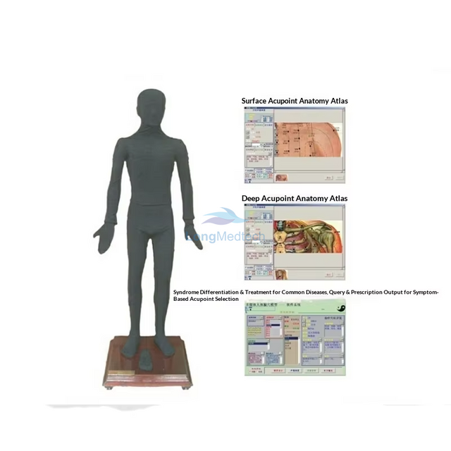 LZB-291 Massage Acupoint Electronic Human Model