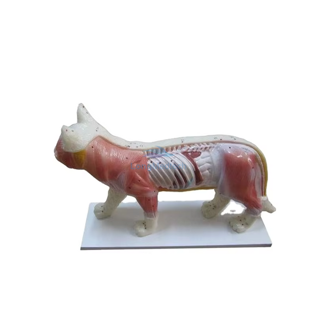 LZB-691 Cat Acupuncture Model