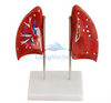 Mod&egrave;le anatomique pulmonaire &agrave; deux lobes pulmonaires LZB-118