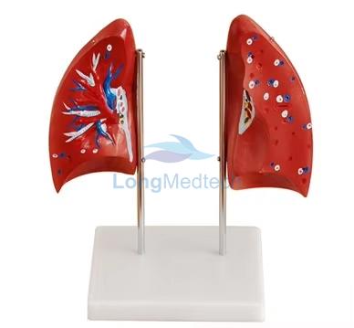 Mod&egrave;le anatomique pulmonaire &agrave; deux lobes pulmonaires LZB-118