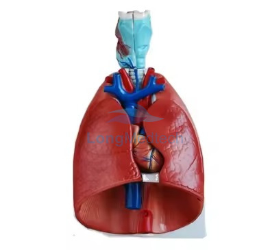 Mod&egrave;le de cœur et de poumon du larynx LZB-227