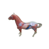 LZB-694 Veterinary 114 Acupoints Horse Anatomy Teaching Tool for Veterinarians